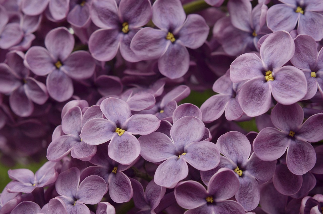 DIY Lilac Body Oil: A Softly Floral After-Shower Blend