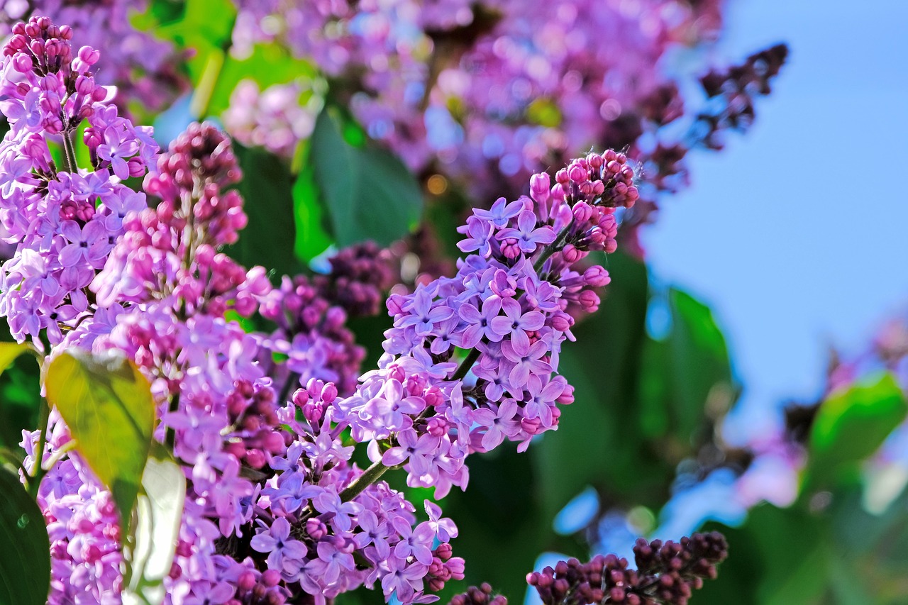 Lilac Fragrance Oil vs Crafted Lilac Blossom Oil: The Honest Difference