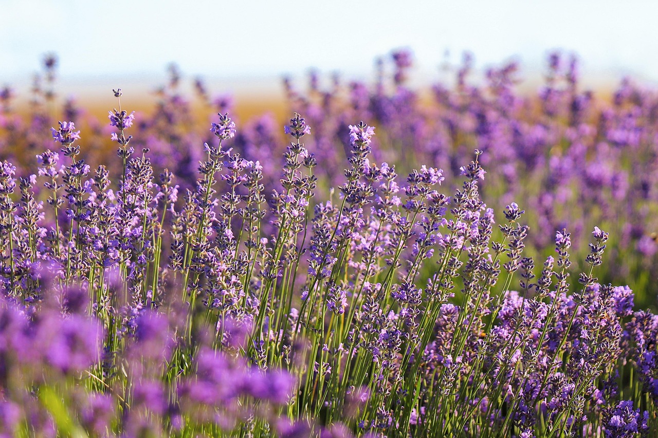 Lilac vs Lavender Oil: Two Purple Blooms, Two Different Bottles
