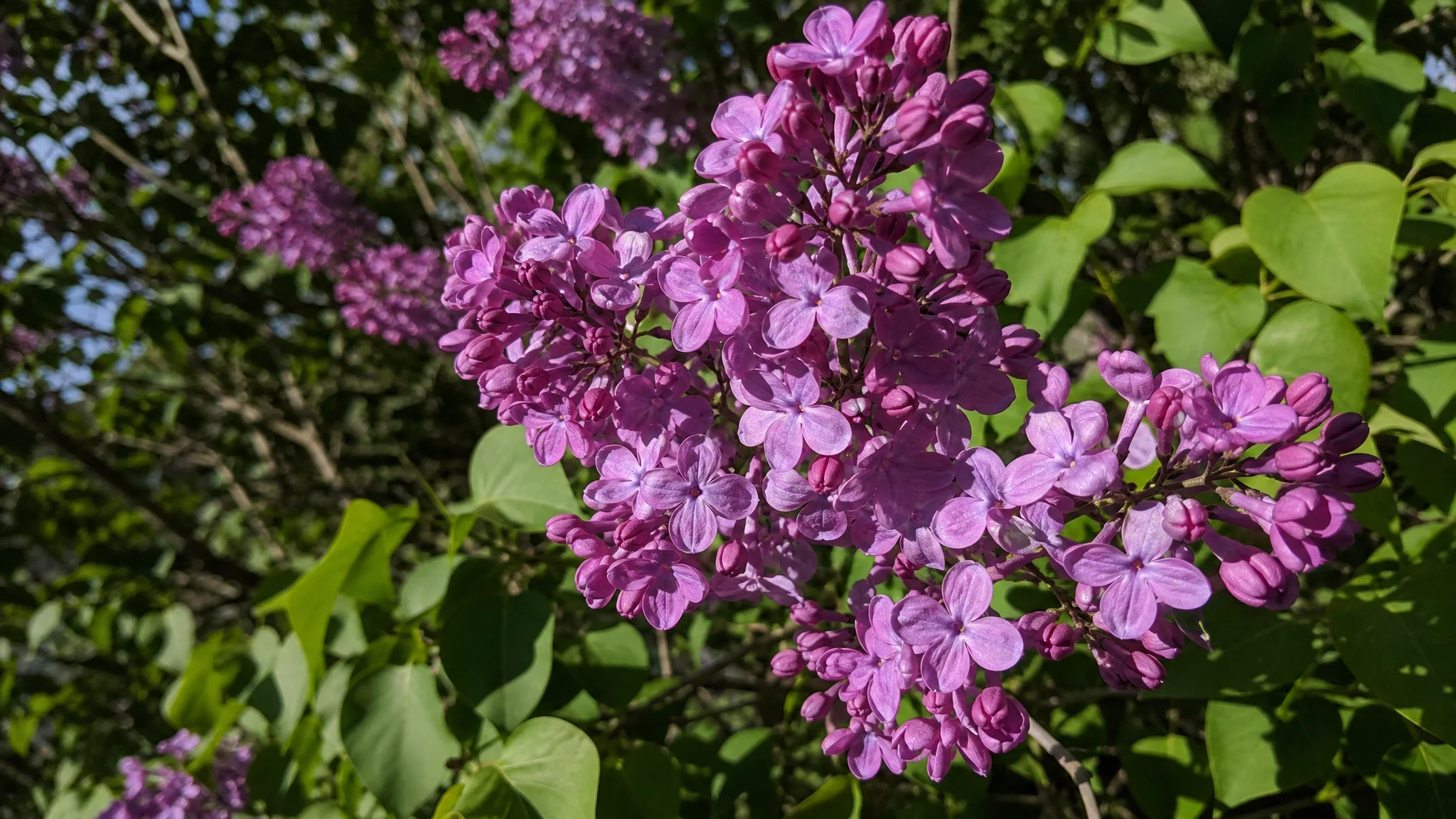 Most Fragrant Lilac Varieties: What the Sources Say