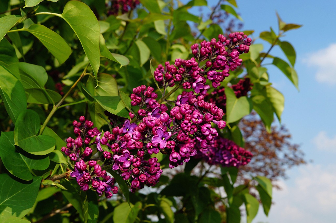 Syringa Vulgaris: The Beloved Shrub Behind the Lilac Obsession
