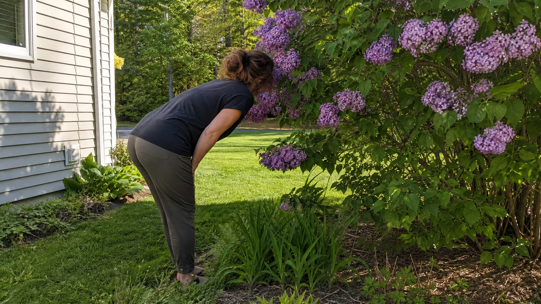 Why Lilacs Smell Stronger at Times: What Is Measured